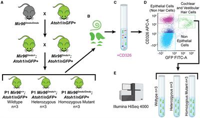 A cell type–specific approach to elucidate the role of miR-96 in inner ear hair cells